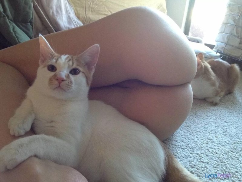 Кот с жопой