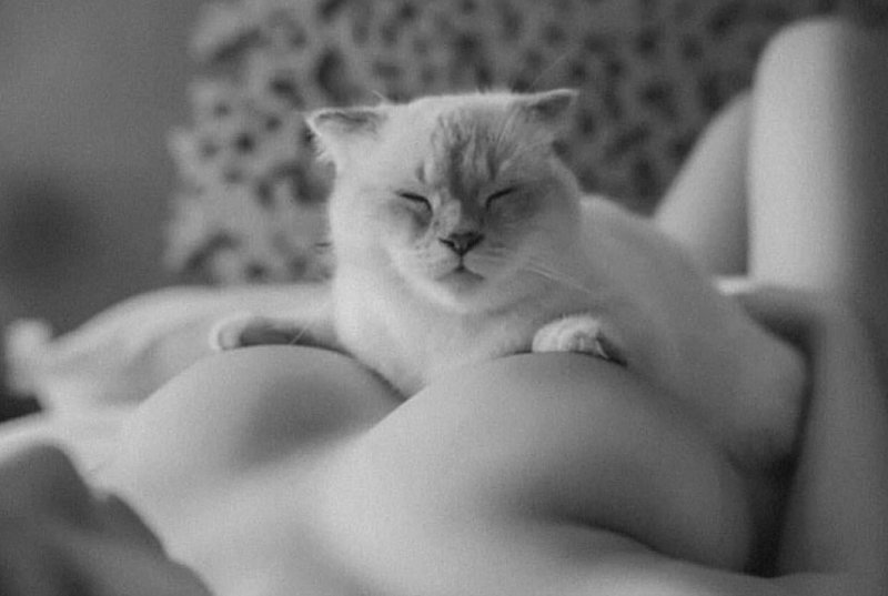 Голая девушка с котом
