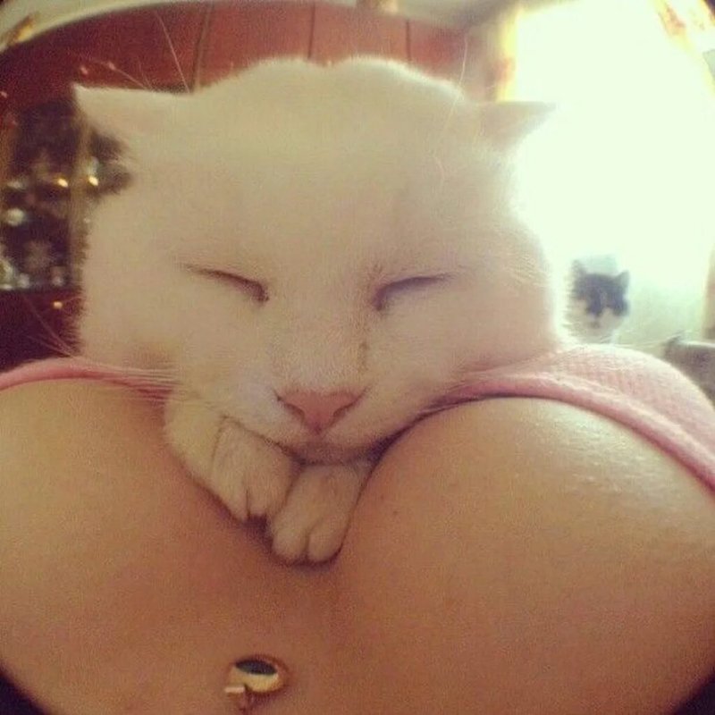 Кот из сисек