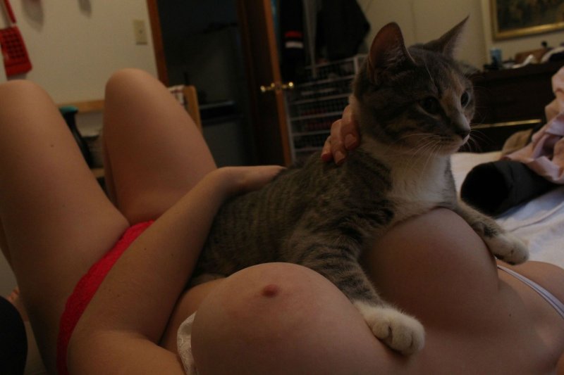 Котики и сиськи