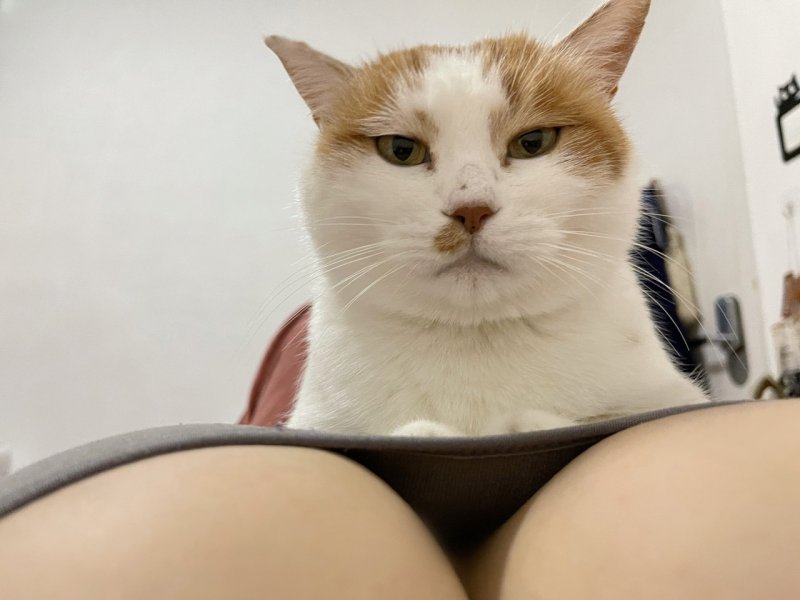 Кот с сиськами