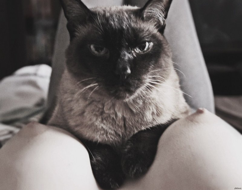 Сиамский кот косоглазый