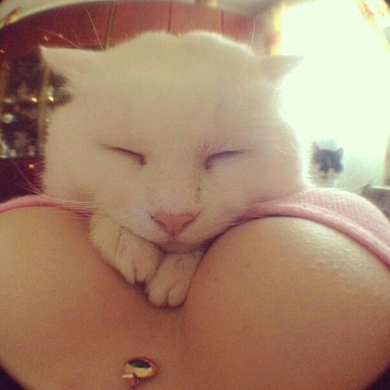 Кот из сисек